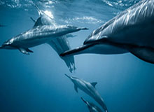 开云电脑版-冬残奥会轮椅冰壶混双循环赛:中国队胜意大利队